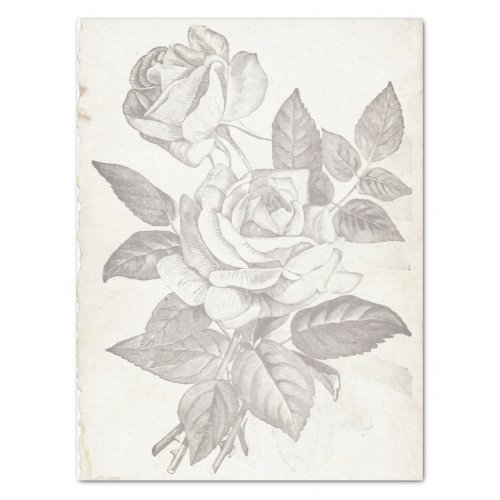 Rose Flower Sketch Vintage Decoupage Old Parchment Tissue Paper