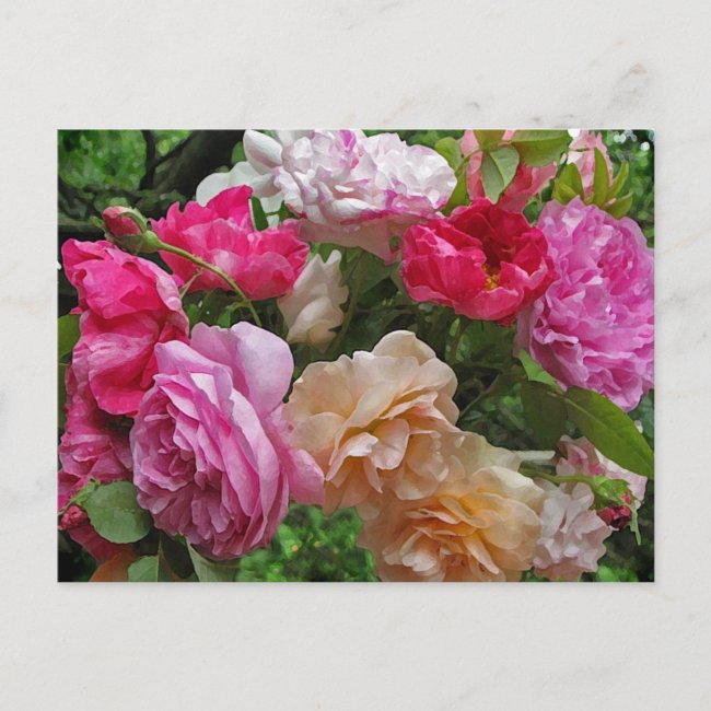 Rose Flowers 2023 Calendar on Back Postcard