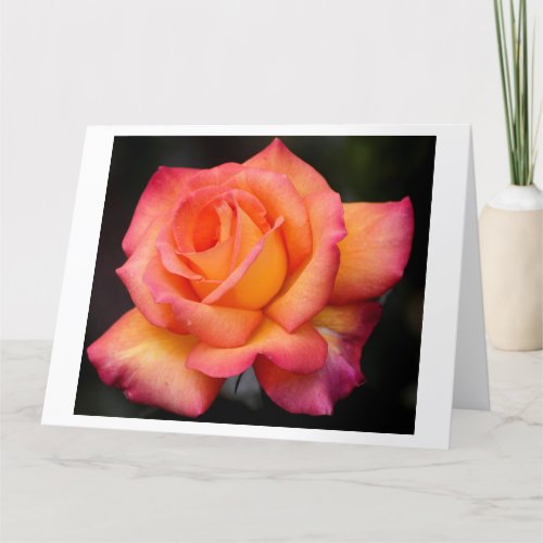 rose flowers flower blossoms petals card