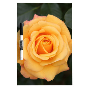 rose flowers flower love wife sweetheart couple dry erase board