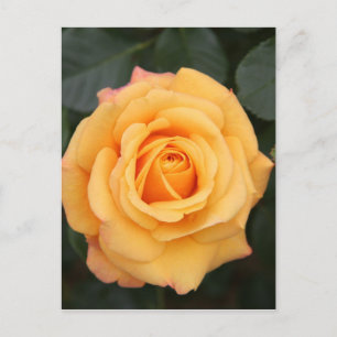rose flowers flower love wife sweetheart couple postcard