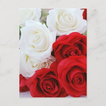 Rose Flowers Flower White Red Love Postcard by Designs_Accessorize at Zazzle