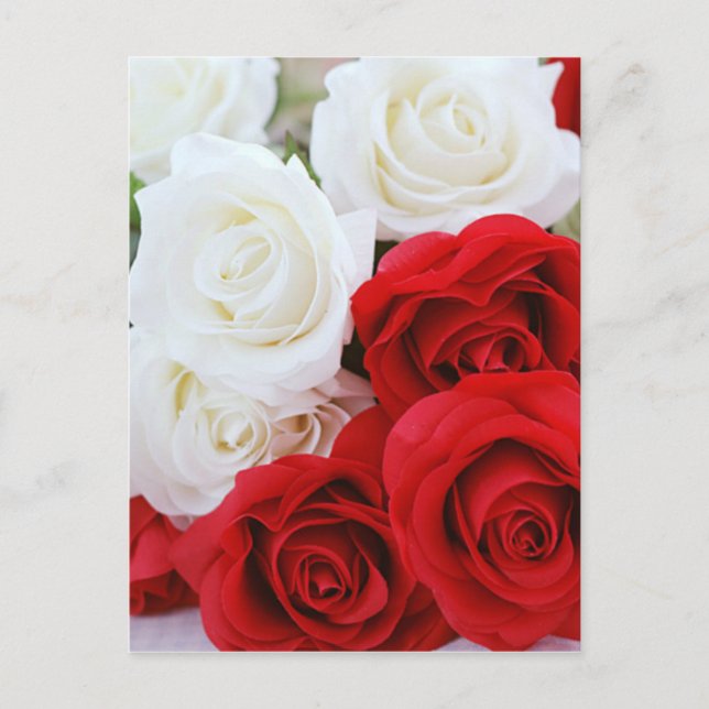 rose flowers flower white red love postcard (Front)