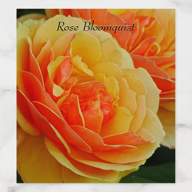 Rose Flowers in Bloom / Orange / Close-Up Photo Envelope Liner (Design)