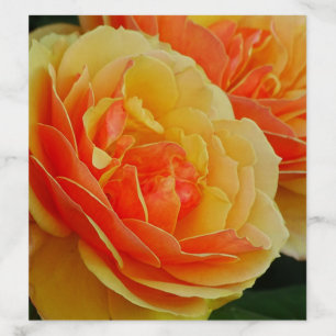 Rose Flowers in Bloom / Orange / Close-Up Photo Envelope Liner