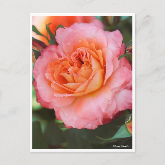 Rose Fruit Postcard (Front)