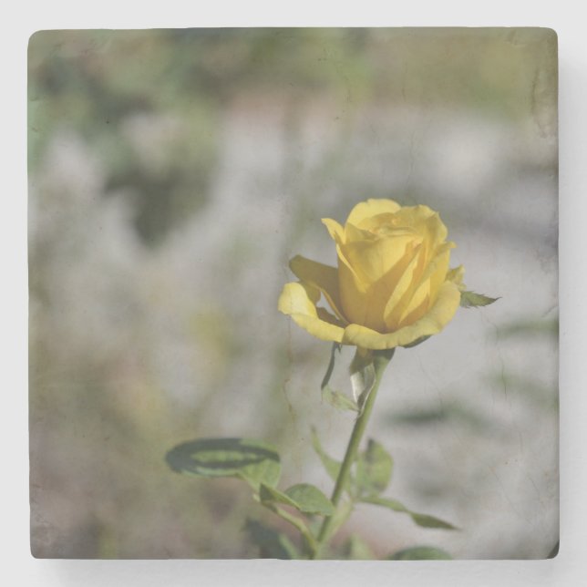 Rose Garden Coaster Collection 2 of 4 (Front)