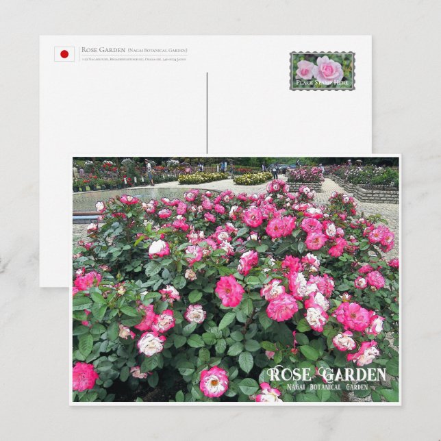 Rose Garden (Nagai Botanical Garden) Postcard (Front/Back)