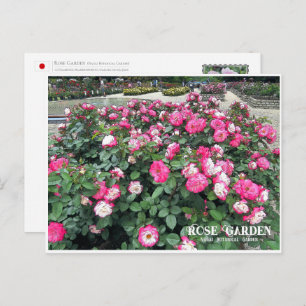 Rose Garden (Nagai Botanical Garden) Postcard