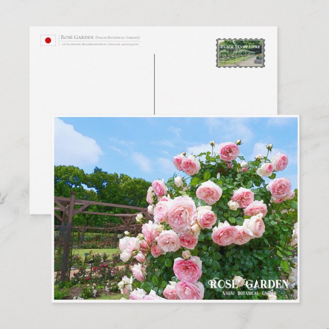 Rose Garden (Nagai Botanical Garden) Postcard (Front/Back)
