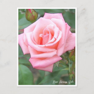 Rose Garden Postcard