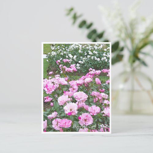 Rose Garden Postcard