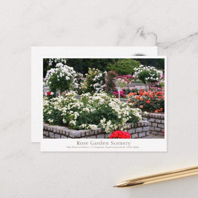 Rose Garden Scenery Postcard (Front/Back In Situ)