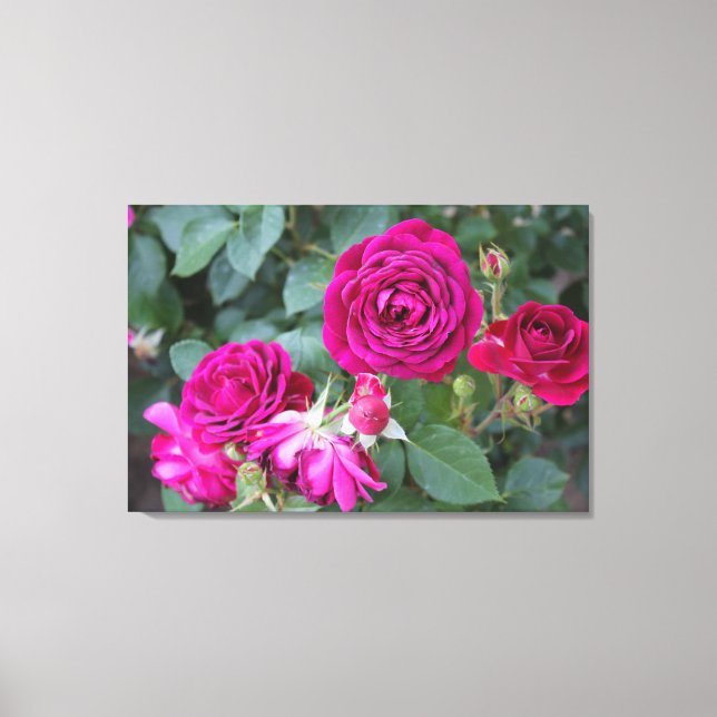 Rose Garden Stretched Canvas Print (Front)
