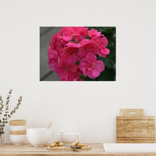 Rose Geranium Flower Poster
