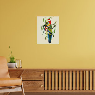 Rose-Hill Parakeet by Elizabeth Gould, Poster