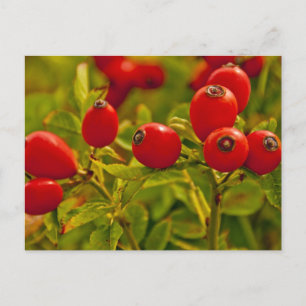 Rose Hip Postcard