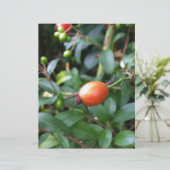 Rose hip ripen (Standing Front)
