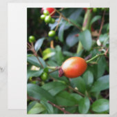 Rose hip ripen (Front/Back)
