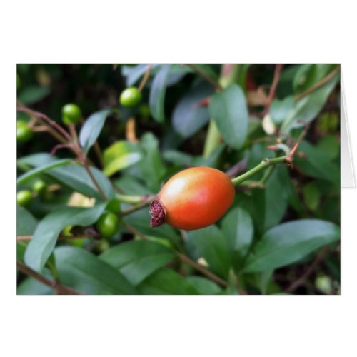 Rose hip ripen