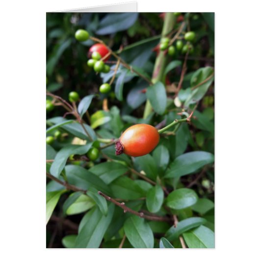 Rose hip ripen cards (Front)