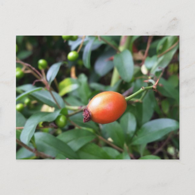 Rose hip ripen postcard (Front)