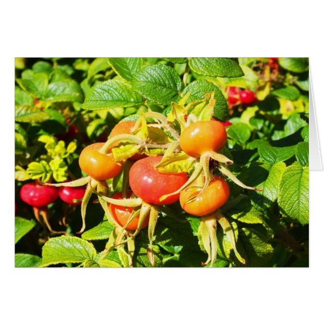 Rose hips, Jersey card (Front Horizontal)