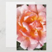 rose in autumn (Front/Back)
