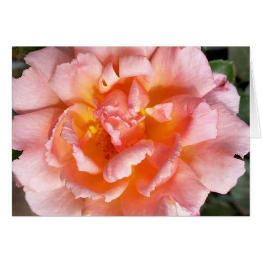 rose in autumn (Front Horizontal)