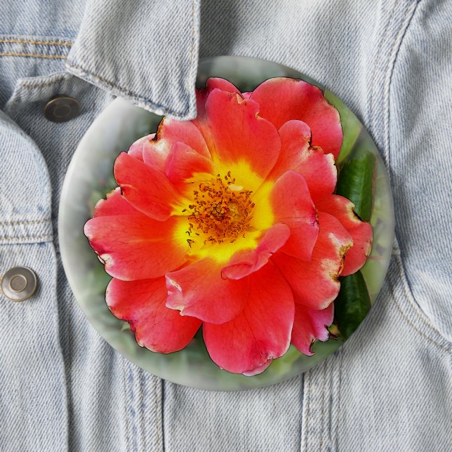 Rose in autumn button (In Situ)
