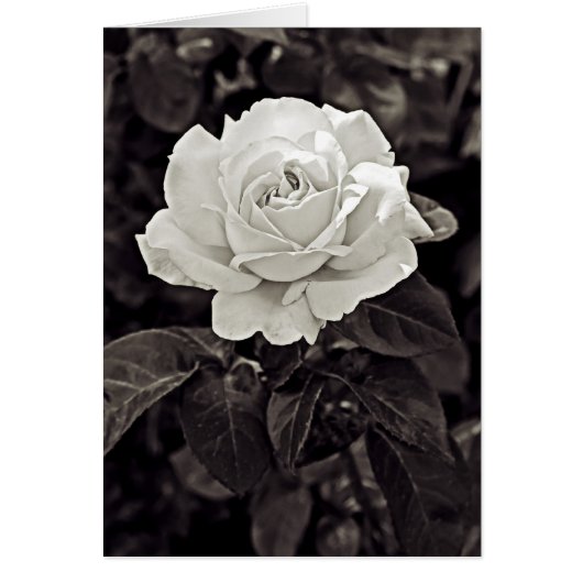 Rose in Black and White Cards (Front)