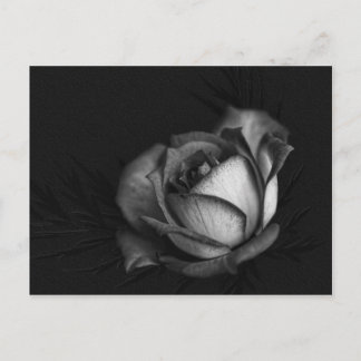Rose in Black and White Postcards