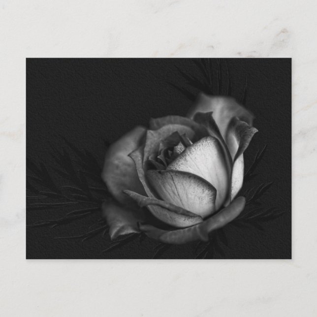 Rose in Black and White Postcards (Front)