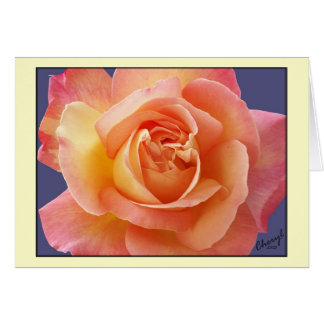 Rose in Bloom Cards