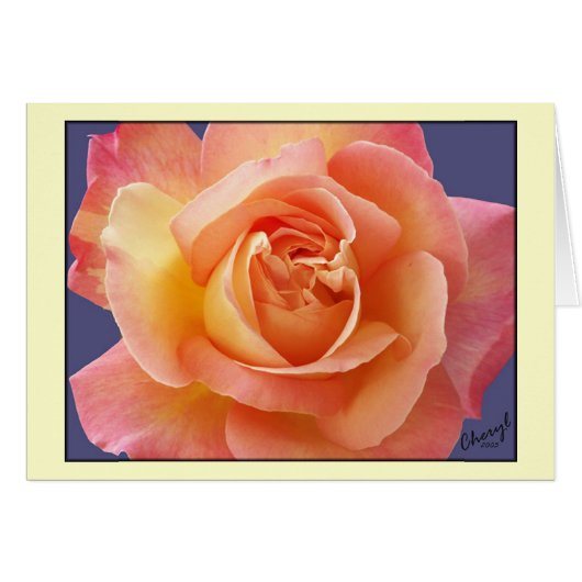 Rose in Bloom Cards (Front Horizontal)