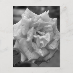 Rose In Bloom In Black White Flower Postcard