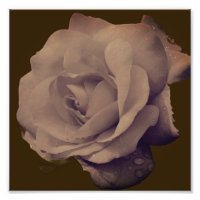 Rose In Bloom With Raindrops Vintage 8x8