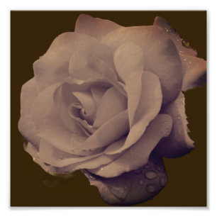 Rose In Bloom With Raindrops Vintage 8x8 Photo Print