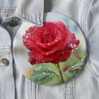 Rose in raindrops button