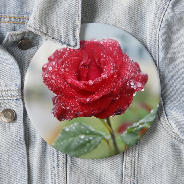 Rose in raindrops  button (In Situ)