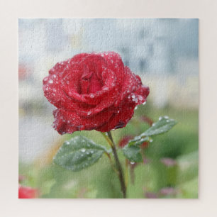 Rose in raindrops jigsaw puzzle
