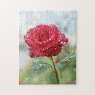 Rose in raindrops  jigsaw puzzle
