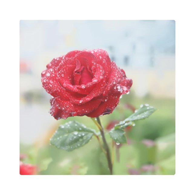 Rose in raindrops  metal print (Front)