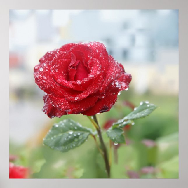 Rose in raindrops   poster (Front)