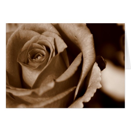 Rose in Sepia Cards (Front Horizontal)