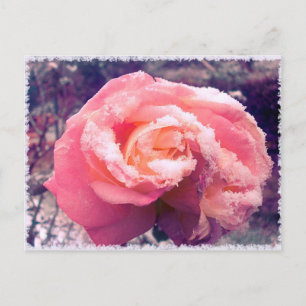 rose in snow. postcard