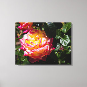 Rose in Sunlight Canvas Print
