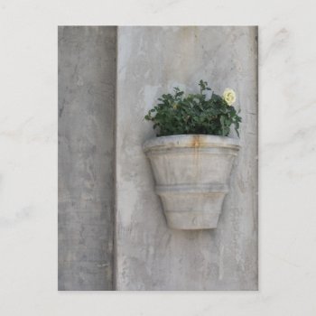 Rose In The City Postcard by DonnaGrayson_Photos at Zazzle