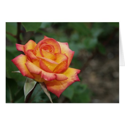 Rose in the Garden Cards (Front Horizontal)