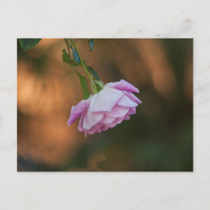 Rose in the morning postcard